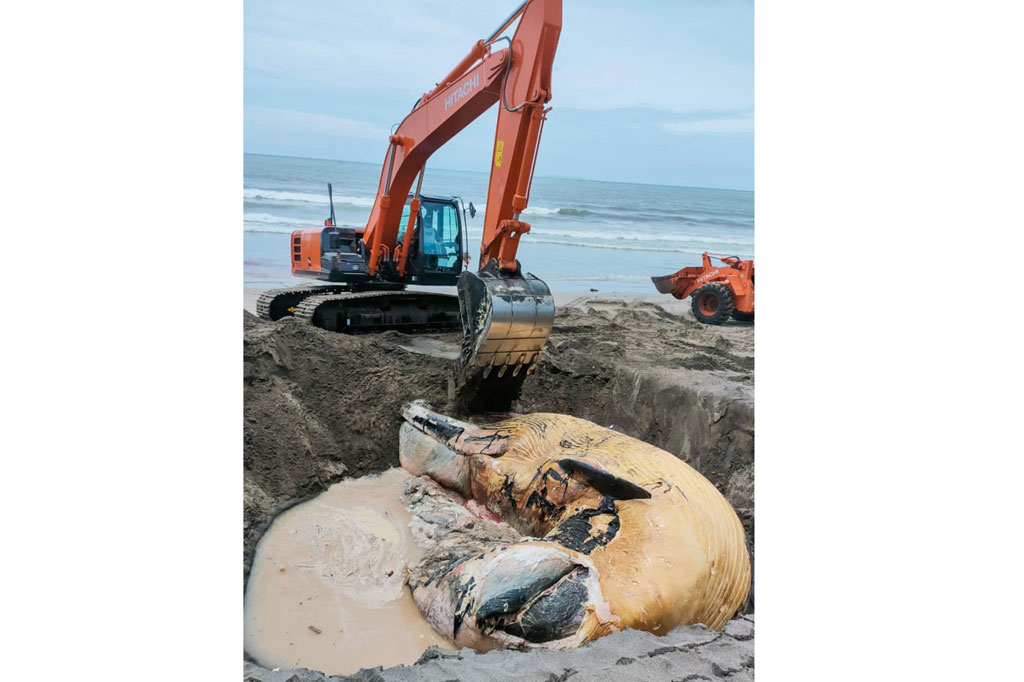Seekor paus raksasa mati terdampar di Pantai Batu Belig, Kelurahan Kerobokan Kelod, Kecamatan Kuta, Badung, Bali pada Kamis, 21 Januari 2021.