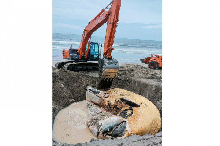 Seekor paus raksasa mati terdampar di Pantai Batu Belig, Kelurahan Kerobokan Kelod, Kecamatan Kuta, Badung, Bali pada Kamis, 21 Januari 2021.