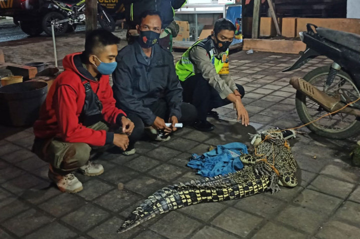 Petugas memperlihatkan buaya air tawar (Crocodylus novaeguineae) yang berhasil ditangkap warga Desa Gisik Cemandi, Kecamatan Sedati, Kabupaten Sidoarjo, Jawa Timur, Jumat, 22 Januari 2021.
