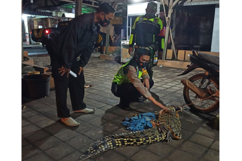 Sebelumnya, warga Desa Gisik Cemandi, Kecamatan Sedati, Kabupaten Sidoarjo, Jawa Timur dihebohkan dengan munculnya seekor buaya air tawar (Crocodylus novaeguineae) di Sungai Gisik Kidul, Jumat, 22 Januari 2021 dini hari WIB. 