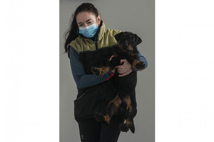 Pelatih anjing yang juga bekerja di pemadam kebakaran Praha, Lenka Vlachova mengatakan studi di Amerika Serikat menyimpulkan, anjing dapat mendeteksi jaringan yang diserang oleh virus.