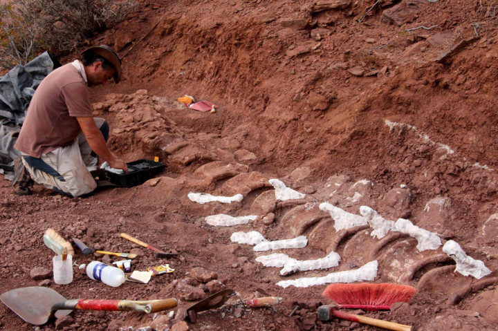 Sauropoda adalah dinosaurus besar berleher panjang, berekor panjang, pemakan tumbuhan - makhluk darat terbesar yang pernah hidup. Di antara mereka, Patagotitan mayorum, juga dari Argentina, memiliki berat sekitar 70 ton dan panjang 40 meter (131 kaki), atau kira-kira sepanjang empat bus sekolah.