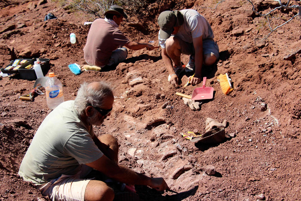 Menurut pernyataan badan ilmiah CTYS Universitas Nasional La Matanza,
potongan tulang fosil berukuran manusia milik sauropoda raksasa kemungkinan 10-20 persen lebih besar daripada yang dikaitkan dengan Patagotitan mayorum, dinosaurus terbesar yang pernah diidentifikasi.