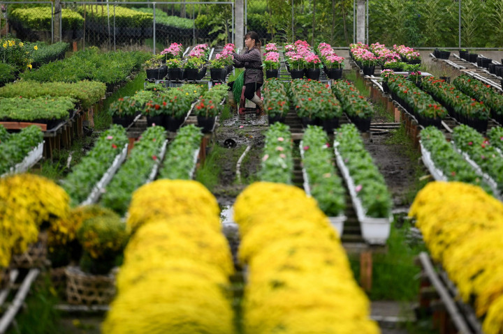Jelang Tahun Baru Imlek, para petani di desa bunga Sa Dec, pemasok bunga terbesar di Vietnam selatan, bersiap menyambut hari Tet, yang merupakan hari libur nasional terbesar di negara itu.