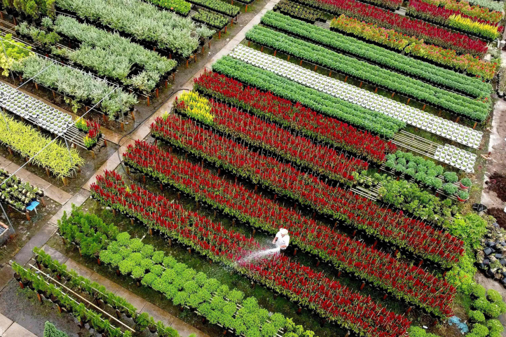 Setiap bulannya ada saja bunga yang mekar, tapi paling meriah berlangsung menjelang Tet. 