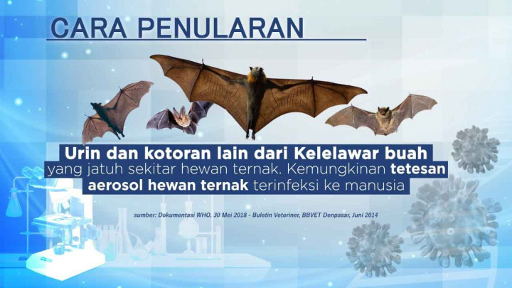 Virus Nipah Ancaman Baru Setelah Pandemi Covid 19