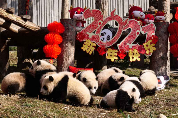 Sepuluh anak panda berpose untuk foto Tahun Baru Imlek di pusat penangkaran di Kota Chengdu, Provinsi Sichuan, Tiongkok barat daya, Rabu, 3 Februari 2021.
