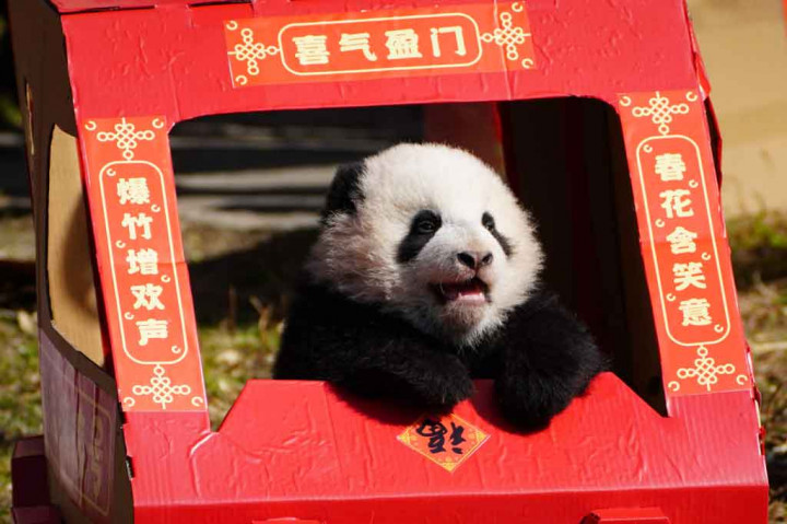 Saat ini lebih dari 330 panda raksasa hidup di penangkaran. 