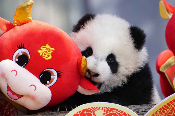 Sepuluh anak panda berpose untuk foto Tahun Baru Imlek di pusat penangkaran di Kota Chengdu, Provinsi Sichuan, Tiongkok barat daya, Rabu, 3 Februari 2021.