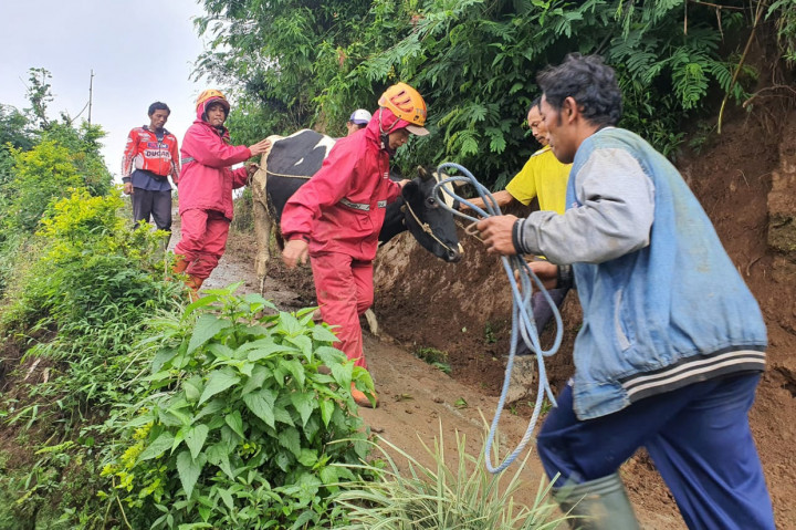 Evakuasi ternak yang dilakukan ini adalah evakuasi tahap pertama. Separuh sapi perah dievakuasi terlebih dahulu untuk menyesuaikan tempat penampungan sementara untuk sapi perah ini. Saat ini masih ada 15 ekor sapi perah yang masih berada di kandang warga.