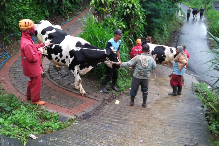 Sebanyak 16 sapi perah milik warga berhasil dipindahkan dari kandang warga menuju ke kandang komunal yang dikelola desa.