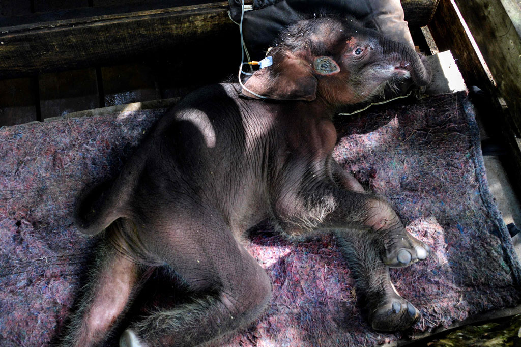 Kondisinya saat ini mulai berangsur membaik setelah mendapat perawatan intensif.