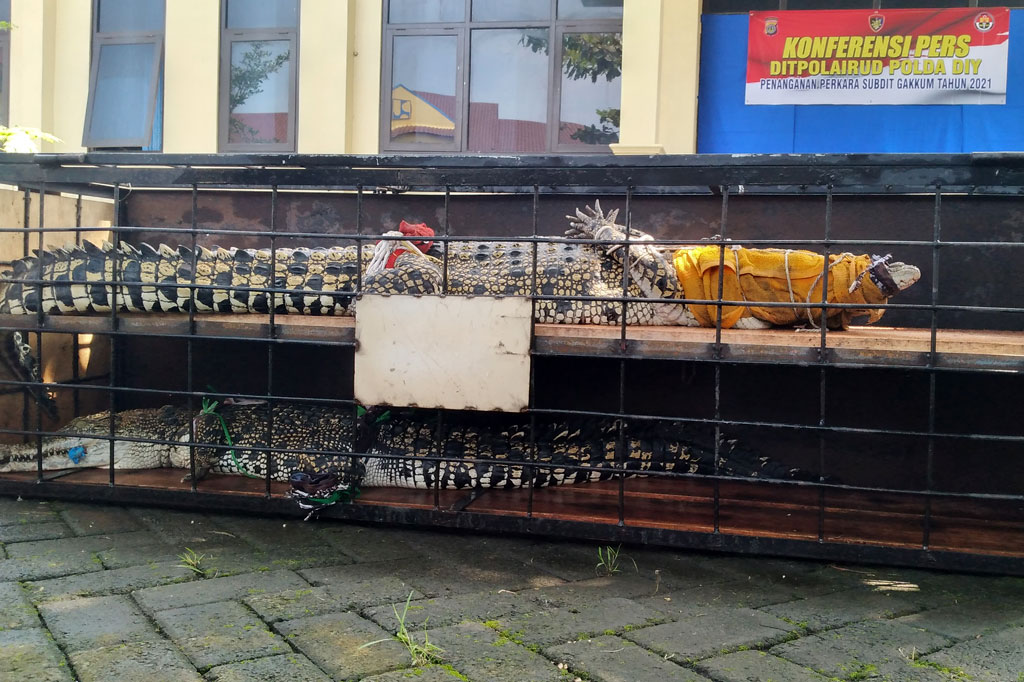 Barang bukti satwa dilindungi berupa buaya muara (Crocodylus porosus) dihadirkan pada gelar kasus perniagaan kepemilikan satwa dilindungi di Mako Ditpolairud Polda DIY, Selasa, 16 Februari 2021.