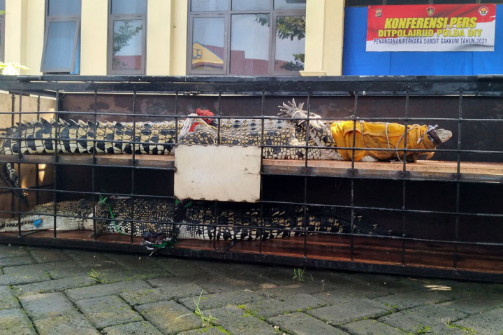 Barang bukti satwa dilindungi berupa buaya muara (Crocodylus porosus) dihadirkan pada gelar kasus perniagaan kepemilikan satwa dilindungi di Mako Ditpolairud Polda DIY, Selasa, 16 Februari 2021.