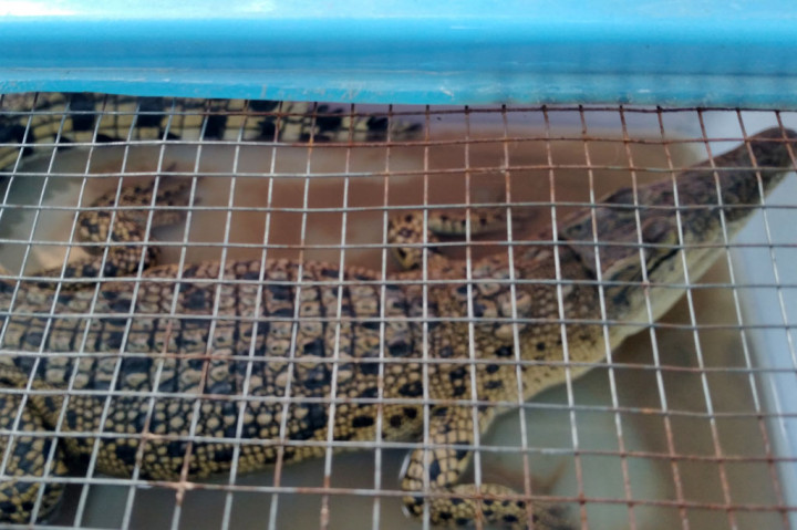 Direktorat Polisi Perairan dan Udara Kepolisian Daerah Daerah Istimewa Yogyakarta bekerja sama dengan Balai Konservasi Sumber Daya Alam Yogyakarta mengungkap enam kasus tindak pidana perniagaan dan  kepemilikan satwa yang dilindungi undang-undang di wilayah hukum provinsi setempat.