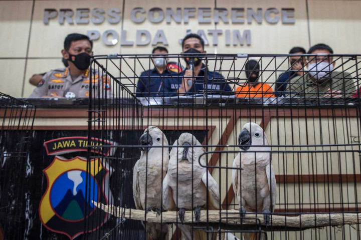 Kabid Humas Polda Jatim Kombes Gatot Repli Handoko, di Surabaya, Rabu, 17 Februari 2021 mengatakan pihak kepolisian secara total menyita masing-masing 15 ekor burung kakaktua maluku, satu ekor elang brontok, dan delapan ekor lutung budeng.