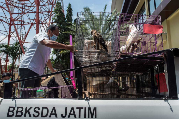 Aparat Subdit IV Tipidter Direktorat Reserse Kriminal Khusus Kepolisian Daerah (Polda) Jawa Timur (Jatim) bersama Balai Konservasi Sumber Daya Alam (BKSDA) setempat mengungkap kasus penjualan puluhan satwa dilindungi.