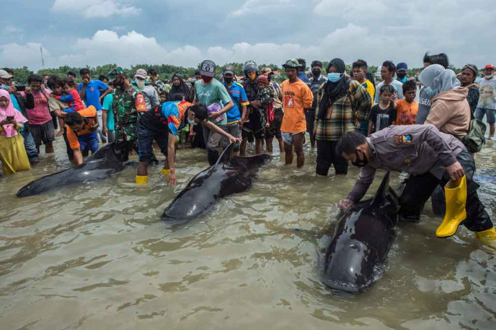 Sebanyak 49 paus jenis pilot terdampar di pantai Desa Patereman, Modung, Bangkalan pada Kamis, 18 Februari 2021. Dari jumlah tersebut, 46 mati sedangkan sisanya berhasil diselamatkan.
