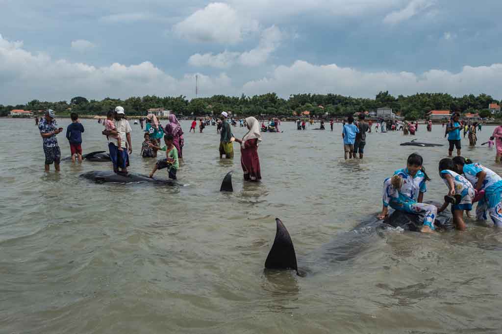 Puluhan paus yang terdampar itu mulai terlihat di pesisir pantai pada 
Kamis pagi sekitar pukul 10.00 WIB. Warga akhirnya bergotong-royong untuk menghalaunya agar bisa kembali ke laut. Namun, diduga karena arus laut mengarah ke pantai, puluhan paus itu kembali ke pesisir pantai pada Kamis tengah malam.