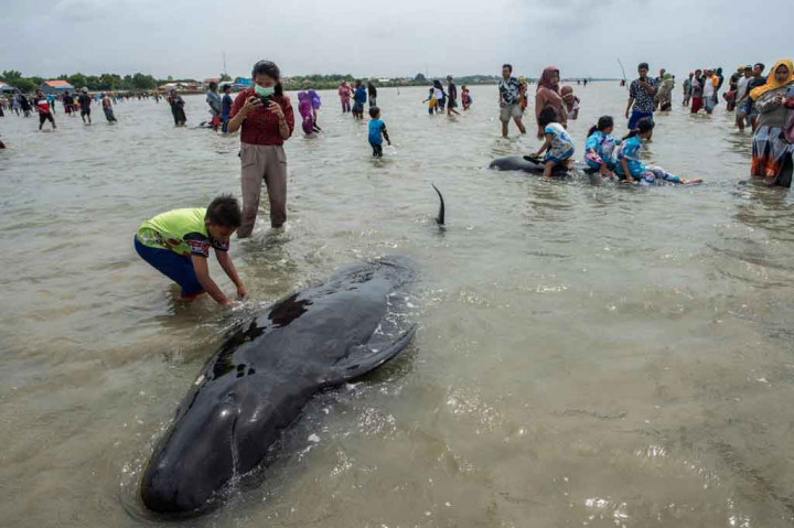 Matinya puluhan mamalia laut tersebut sontak membuat warga berbondong-bondong untuk melihatnya. Banyak warga kemudian berfoto di antara bangkai paus tersebut. 