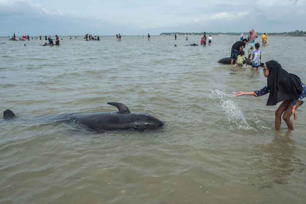 Pemprov Jatim akan menyiapkan alat berat untuk menguburkan paus yang mati. Namun, masih menunggu air laut surut lebih dulu agar mudah dikuburkan.
