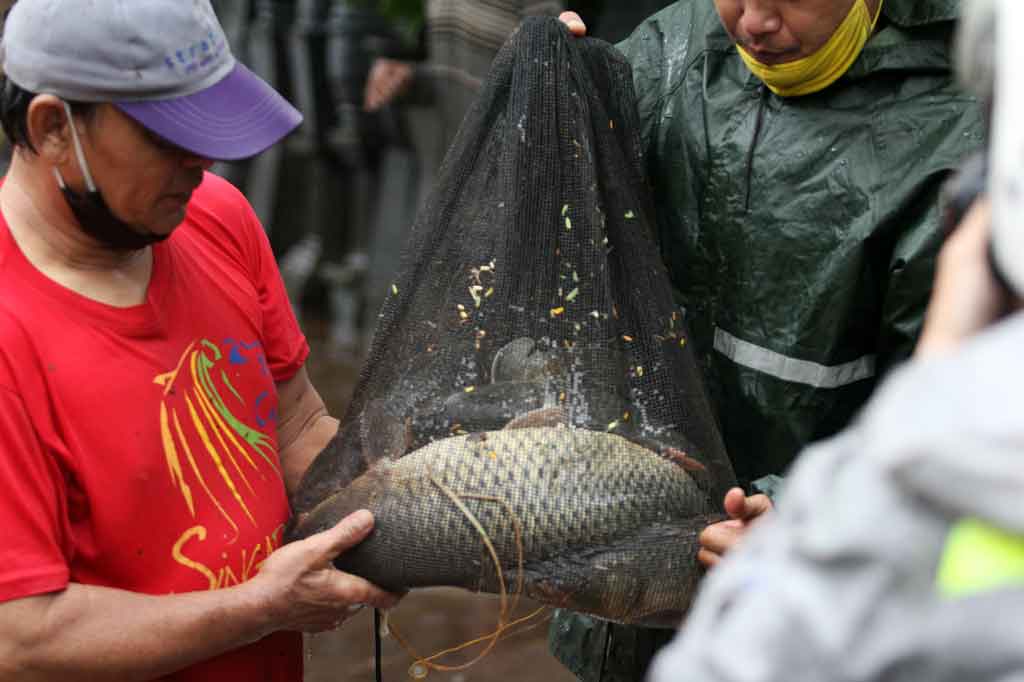 Warga memperlihatkan ikan yang didapat dari menjala di ruas Tol TB Simatupang, Jakarta Selatan, Sabtu, 20 Februari 2021.