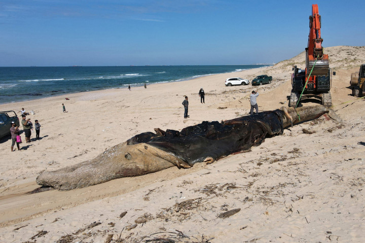 Otoritas Taman dan Alam Israel bersiap mengubur paus sirip sepanjang 17 meter yang mati, yang terdampar di pantai, di pantai Nitzanim dekat kota Ashkelon, Israel, Minggu, 21 Februari 2021.