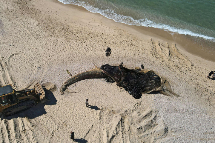 Seekor paus mati ditemukan terdampar di pantai Cagar Alam Nitzanim, Israel, pada Jumat, 19 Februari 2021.