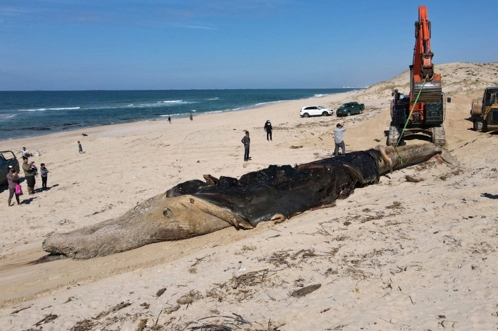 Aviad Scheinin dari Morris Kahn Marine Research Station mengatakan sebuah tim akan mengambil sampel dari hewan itu untuk mencoba menentukan penyebab kematian.  