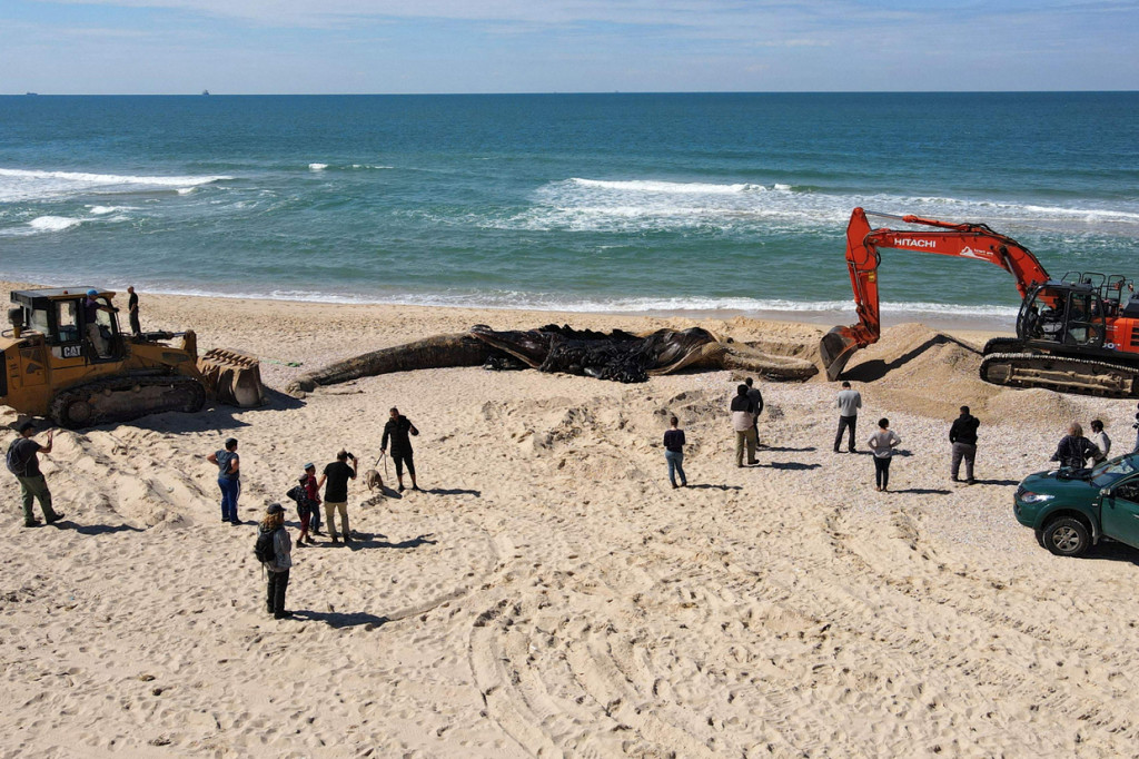 Shaul Goldstein, CEO dari Otoritas Taman dan Alam Israel, mengatakan polusi telah mengganggu wilayah perairan di Laut Mediterania timur. 
