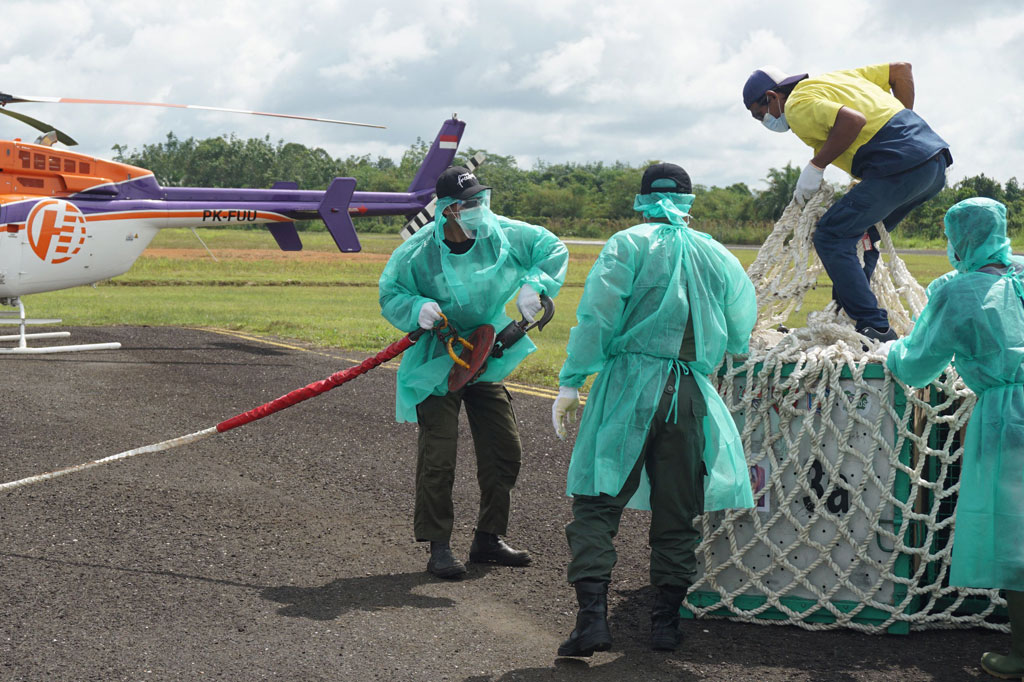 Orangutan kemudian diterbangkan langsung dari Bandara Kuala Kurun ke titik-titik pelepasliaran di jantung Hutan Lindung Bukit Batikap.