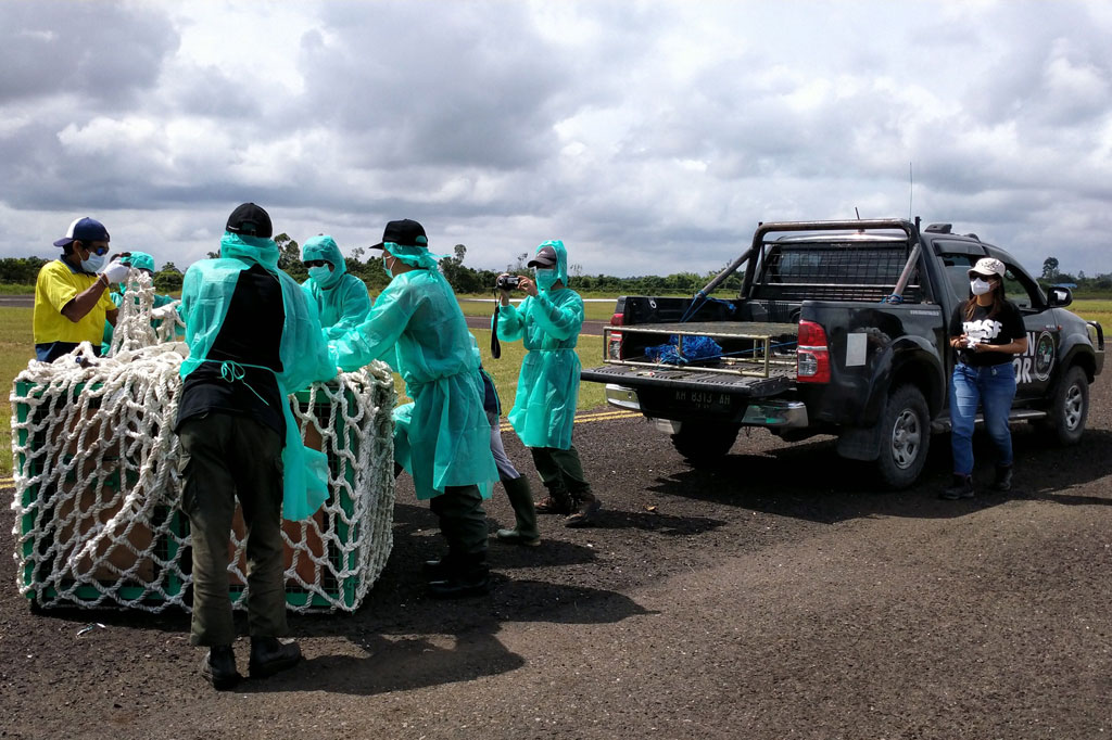 Jamartin mengatakan sudah hampir setahun pihaknya tidak melakukan lepasliar orangutan karena pandemi covid-19. Pihaknya pun kemudian menyusun dan mematangkan protokol baru dalam pelepasliaran dan penyelamatan orangutan di tengah pandemi.