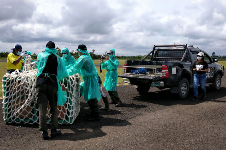 Jamartin mengatakan sudah hampir setahun pihaknya tidak melakukan lepasliar orangutan karena pandemi covid-19. Pihaknya pun kemudian menyusun dan mematangkan protokol baru dalam pelepasliaran dan penyelamatan orangutan di tengah pandemi.
