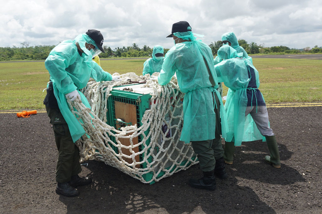 Di antara protokol tersebut seperti melakukan tes deteksi virus covid-19 secara berkala terhadap seluruh karyawan untuk memastikan orang yang berinteraksi dengan orangutan termasuk orangutan sendiri bebas covid-19.