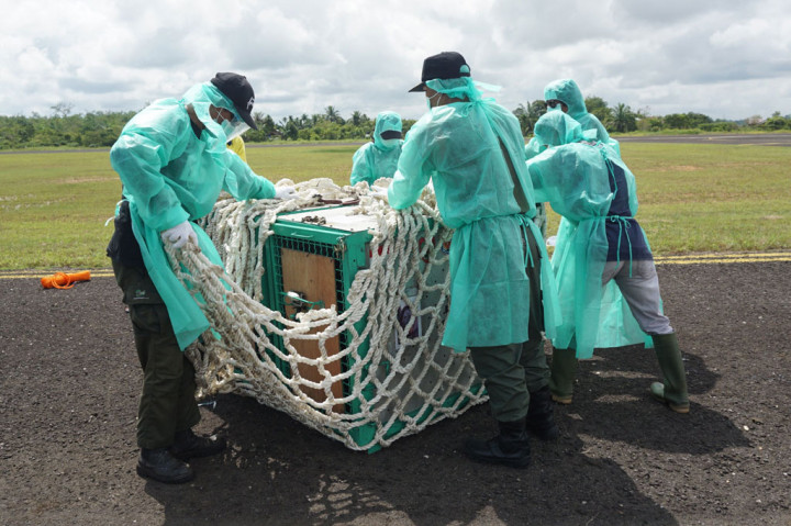 Di antara protokol tersebut seperti melakukan tes deteksi virus covid-19 secara berkala terhadap seluruh karyawan untuk memastikan orang yang berinteraksi dengan orangutan termasuk orangutan sendiri bebas covid-19.