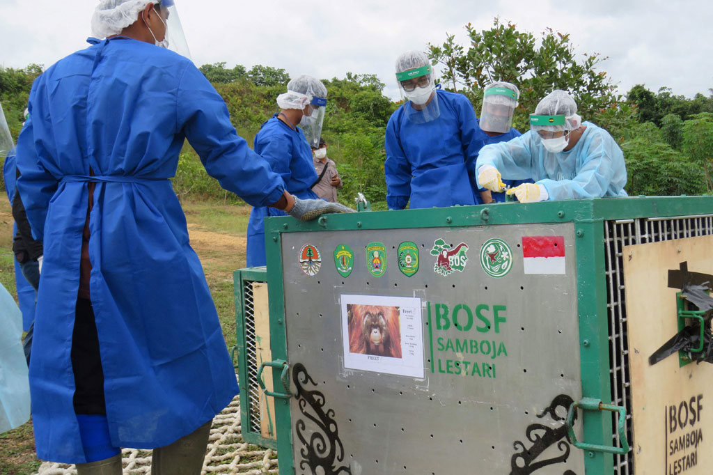Selain melepasliarkan tujuh orang utan di Hutan Lindung Bukit Batikap, dari pusat rehabilitasi orangutan Samboja Lestari di Kalimantan Timur bersama BKSDA Kaltim juga melepasliarkan tiga orangutan di hutan Kehje Sewen.