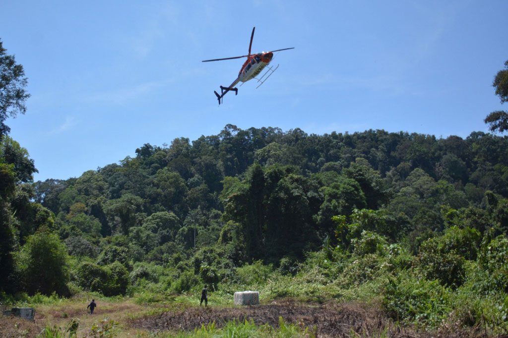 Dari pusat rehabilitasi BOS Nyaru Menteng, di Kota Palangka Raya orangutan itu dibawa melalui jalan darat sampai ke Kota Kuala Kurun, Kabupaten Gunung Mas. Di sana satu helikopter sewaan menanti. 