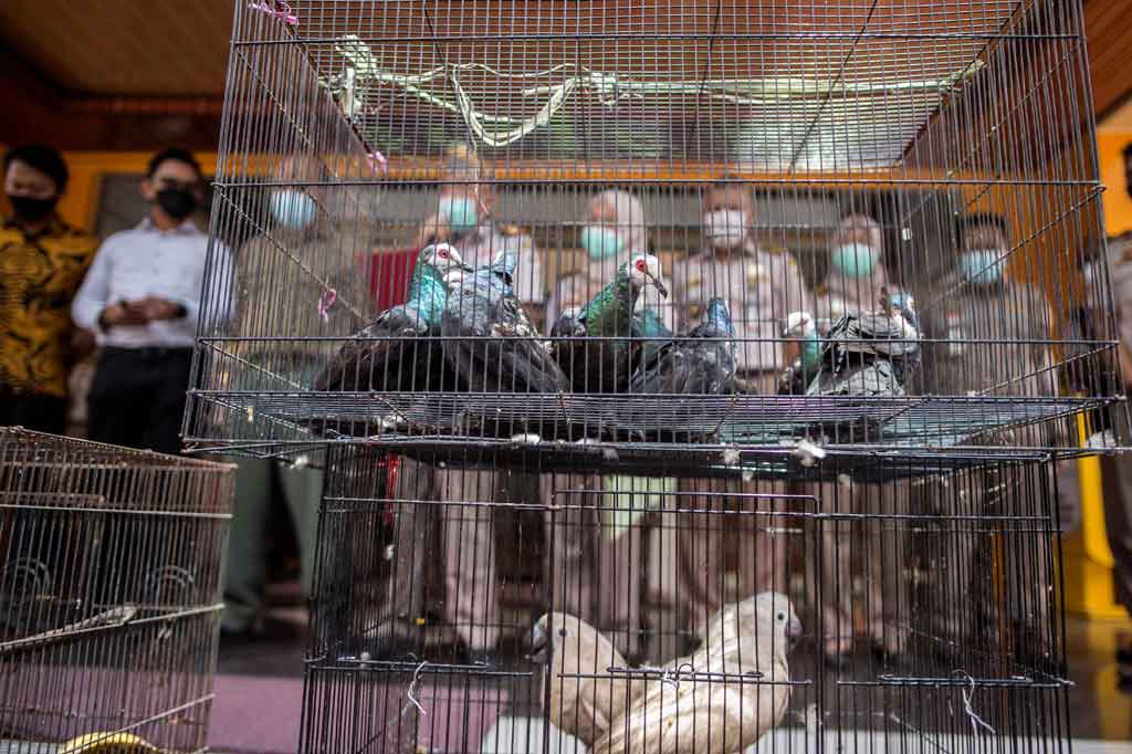 Kementerian Pertanian melalui Karantina Pertanian Surabaya berhasil menggagalkan penyelundupan 633 burung dan kura-kura asal Makassar tanpa dilengkapi dengan dokumen kesehatan dari daerah asal.