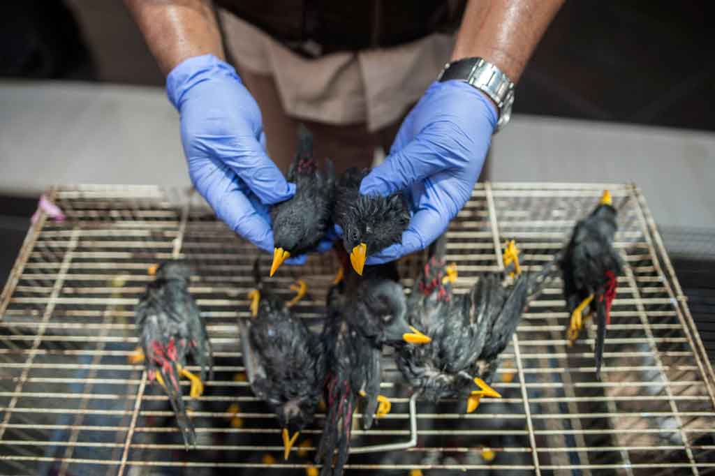 Di antara satwa yang disita tersebut ada beberapa yang mati dan kemudian dimusnahkan dengan cara dibakar di mesin incenerator.