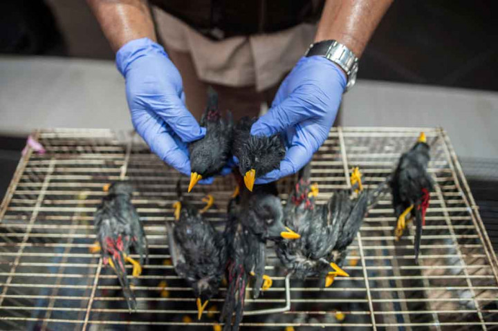 Di antara satwa yang disita tersebut ada beberapa yang mati dan kemudian dimusnahkan dengan cara dibakar di mesin incenerator.