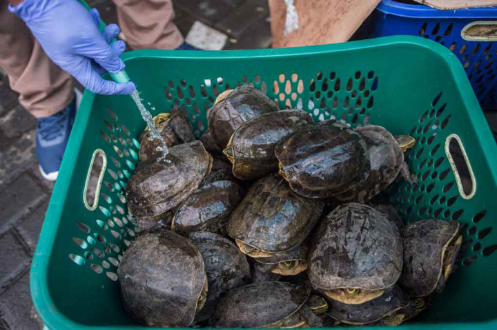 Sebanyak 633 satwa yakni enam ekor kakatua jambul putih, 19 nuri tanimbar, 285 kura-kura, 313 jalak rio-rio, dan 10 ekor merpati hitam Sulawesi yang berasal dari Makassar, Sulawesi Selatan diamankan petugas karena tidak dilengkapi dokumen kesehatan dari daerah asal.