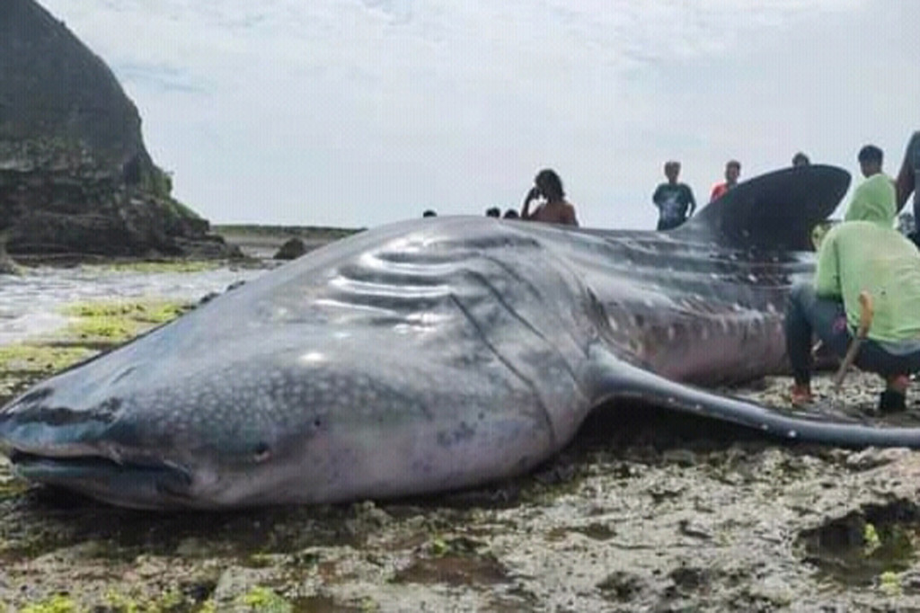 Seekor satwa langka hiu paus tutul atau (Rhincodon typus) terdampardi Laut Pantai Batu nunggul, Desa Cimanuk, Kecamatan Cikalong, KabupatenTasikmalaya. 
