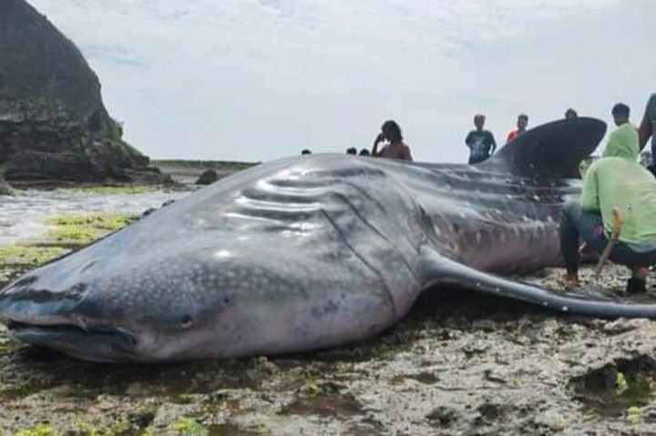 Seekor satwa langka hiu paus tutul atau (Rhincodon typus) terdampardi Laut Pantai Batu nunggul, Desa Cimanuk, Kecamatan Cikalong, KabupatenTasikmalaya. 
