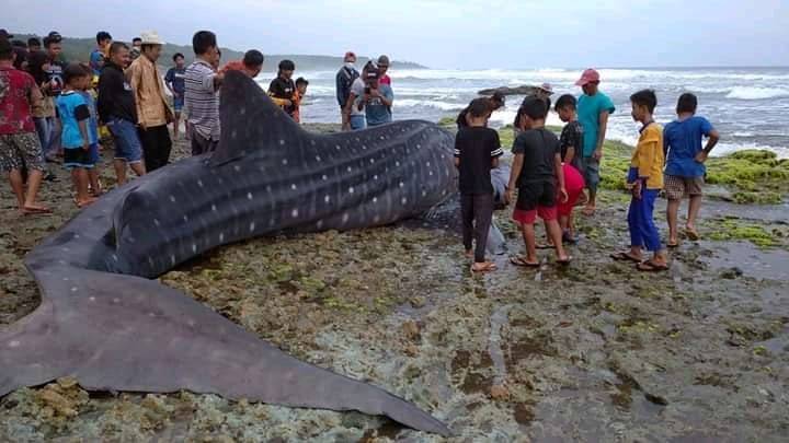 Penampakan Hiu Paus Tutul yang Terdampar di Pantai Cimanuk Tasikmalaya