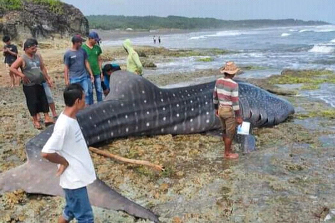 Penampakan Hiu Paus Tutul yang Terdampar di Pantai Cimanuk Tasikmalaya