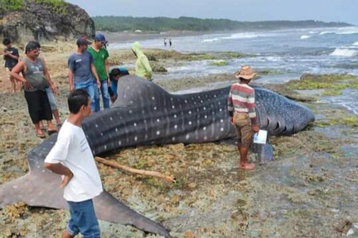 Mamalia laut itu pertama kali ditemukan nelayan yang hendak memancing. Hiu tutul itu diduga terseret gelombang besar hingga tersangkut di batu karang.