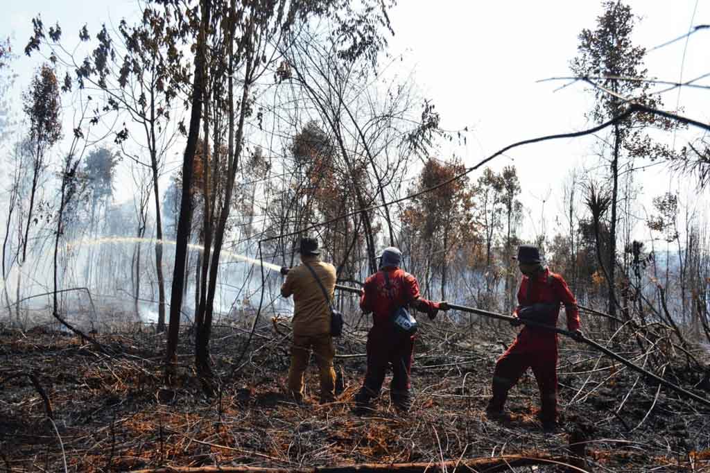Suharyono menduga kebakaran di kawasan itu dipicu oleh faktor manusia yang melakukan pembukaan lahan pertanian secara ilegal. Kawasan tersebut sejatinya adalah habitat alami untuk gajah sumatera dan tanaman yang dilindungi, salah satunya kantong semar. 