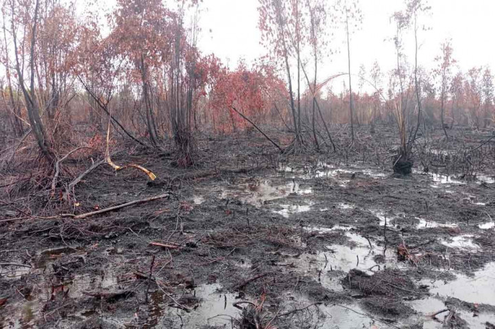 Hujan deras yang mengguyur wilayah Riau sejak Sabtu, 6 Maret 2021 hingga Minggu, 7 Maret 2021 pagi, berhasil membantu upaya pemadaman lebih dari 100 hektare kebakaran hutan dan lahan (Karhutla) di Suaka Margasatwa Giam Siak Kecil (GSK), Kabupaten Bengkalis, Riau.