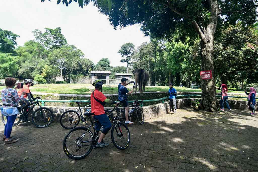 Pengunjung mendokumentasikan aktivitas satwa di Taman Margasatwa Ragunan (TMR), Jakarta Selatan, Sabtu, 13 Maret 2021. 