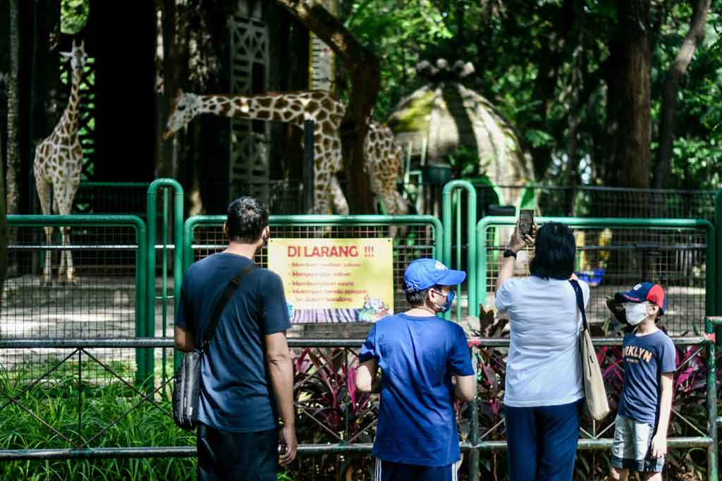 Taman Margasatwa Ragunan di Jakarta Selatan buka kembali untuk kunjungan wisata mulai Sabtu, 13 Maret 2021, setelah sempat tutup karena pandemi covid-19 sejak Desember 2020. Hari ini Ragunan terlihat ramai didatangi pengunjung. Banyak pengunjung yang masuk dengan bersepeda.